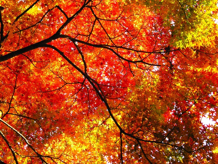 秋の紅葉、意外と知られていないイチョウやモミジの色とハーブの持つ機能性成分は同じ！ということ